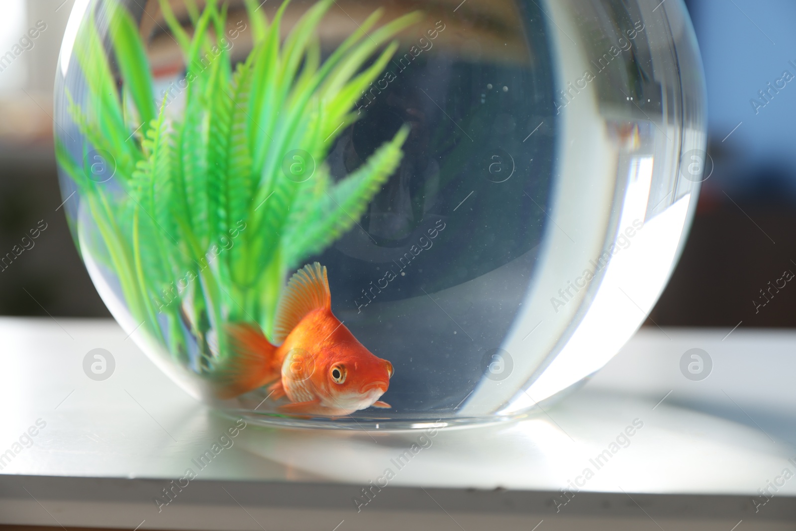 Beautiful goldfish in round aquarium on white table indoors, closeup Photo of Beautiful goldfish in round aquarium on white table indoors, closeup