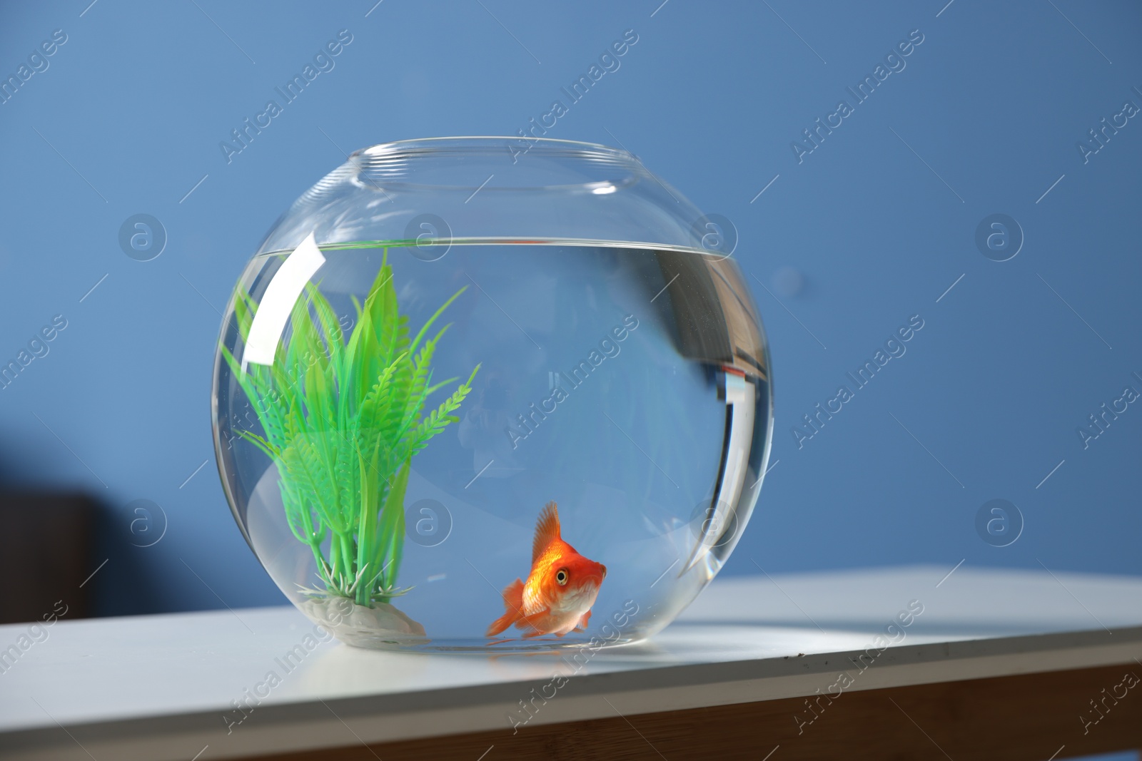 Beautiful goldfish in round aquarium on white table indoors Photo of Beautiful goldfish in round aquarium on white table indoors