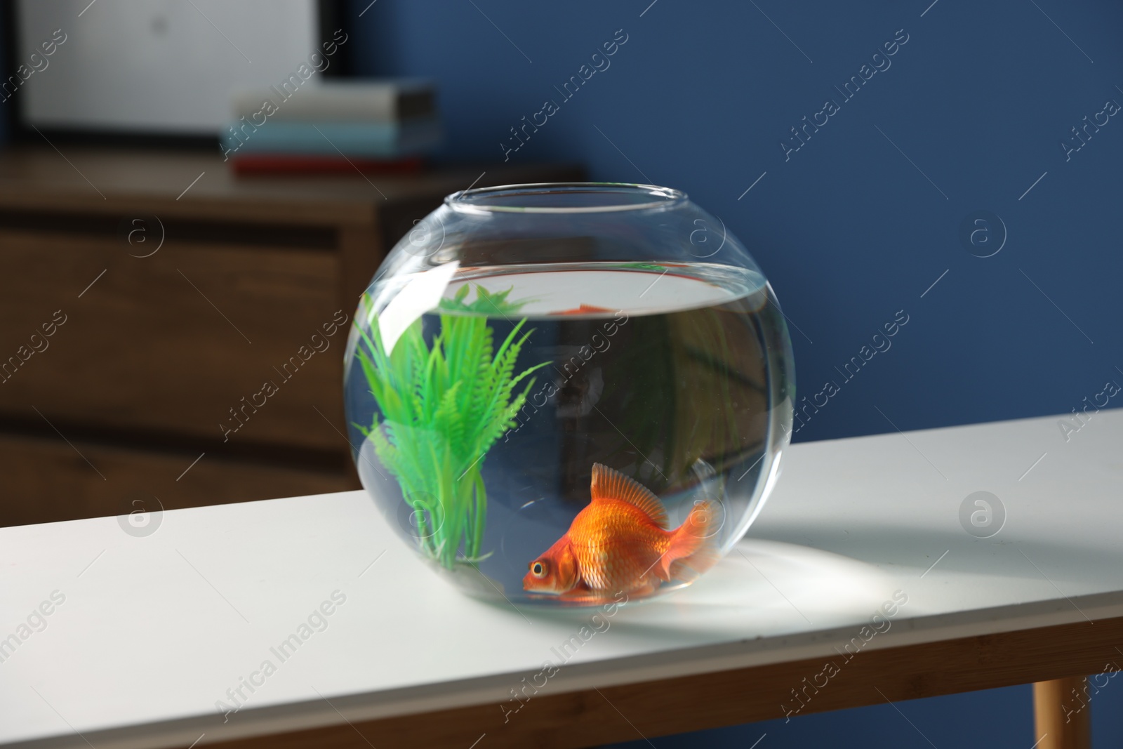 Beautiful goldfish in round aquarium on white table indoors Photo of Beautiful goldfish in round aquarium on white table indoors