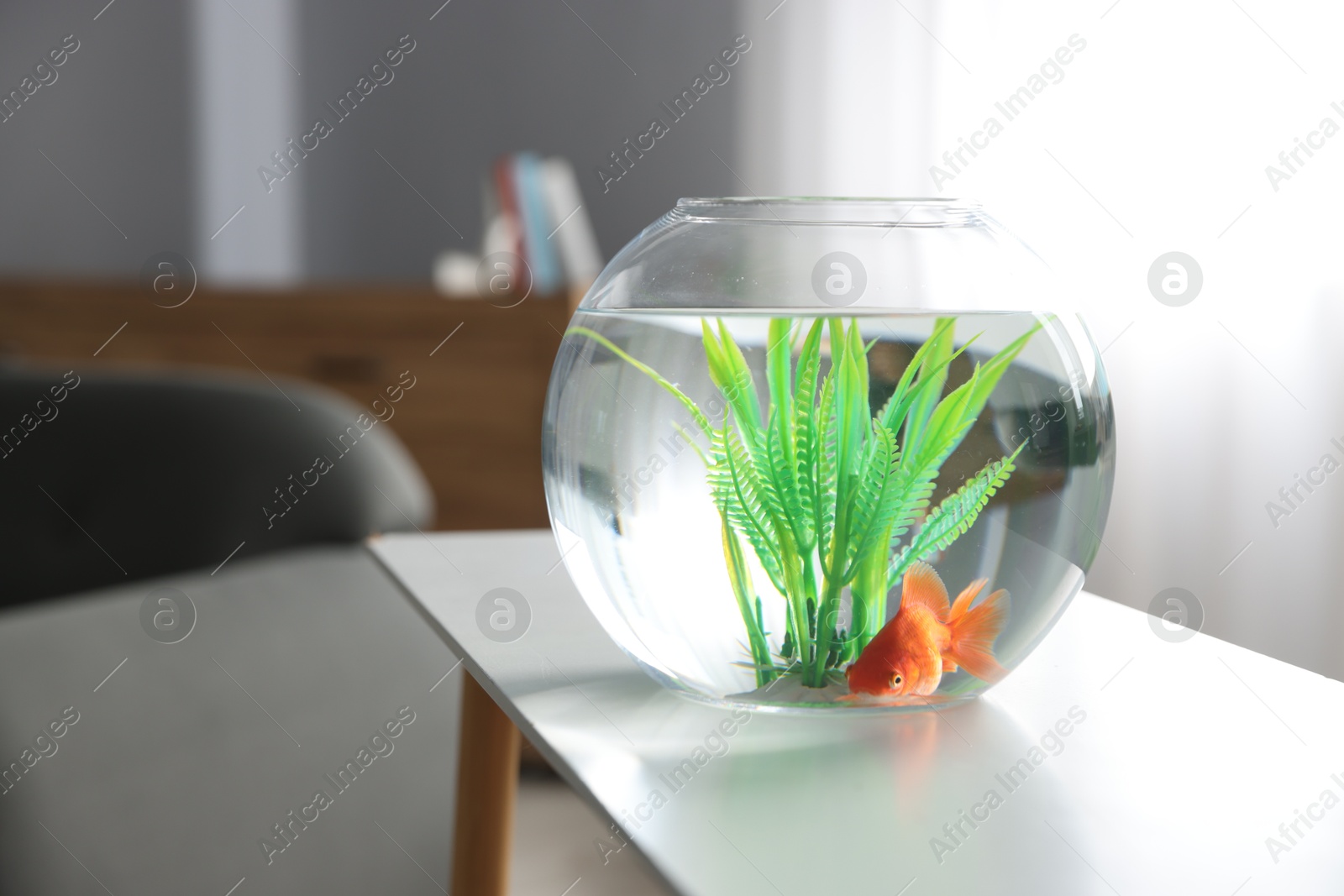 Photo of Beautiful goldfish in round aquarium on white table indoors. Space for text