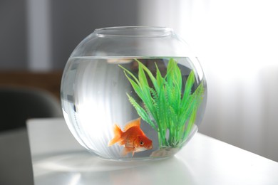 Photo of Beautiful goldfish in round aquarium on white table indoors