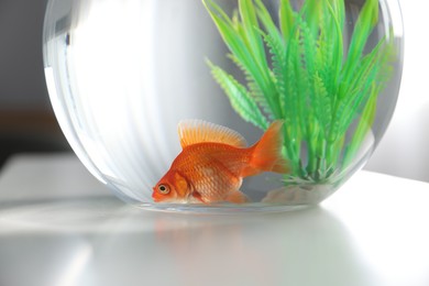 Photo of Beautiful goldfish in round aquarium on white table indoors, closeup