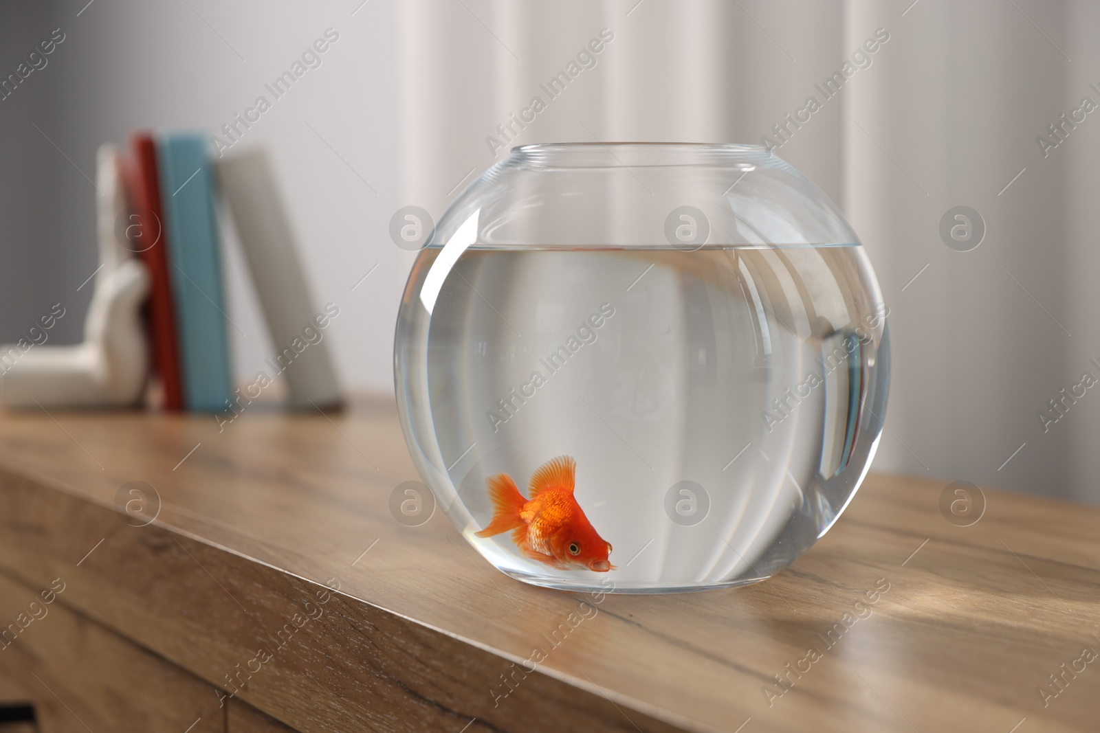 Beautiful goldfish in round aquarium on wooden table indoors Photo of Beautiful goldfish in round aquarium on wooden table indoors