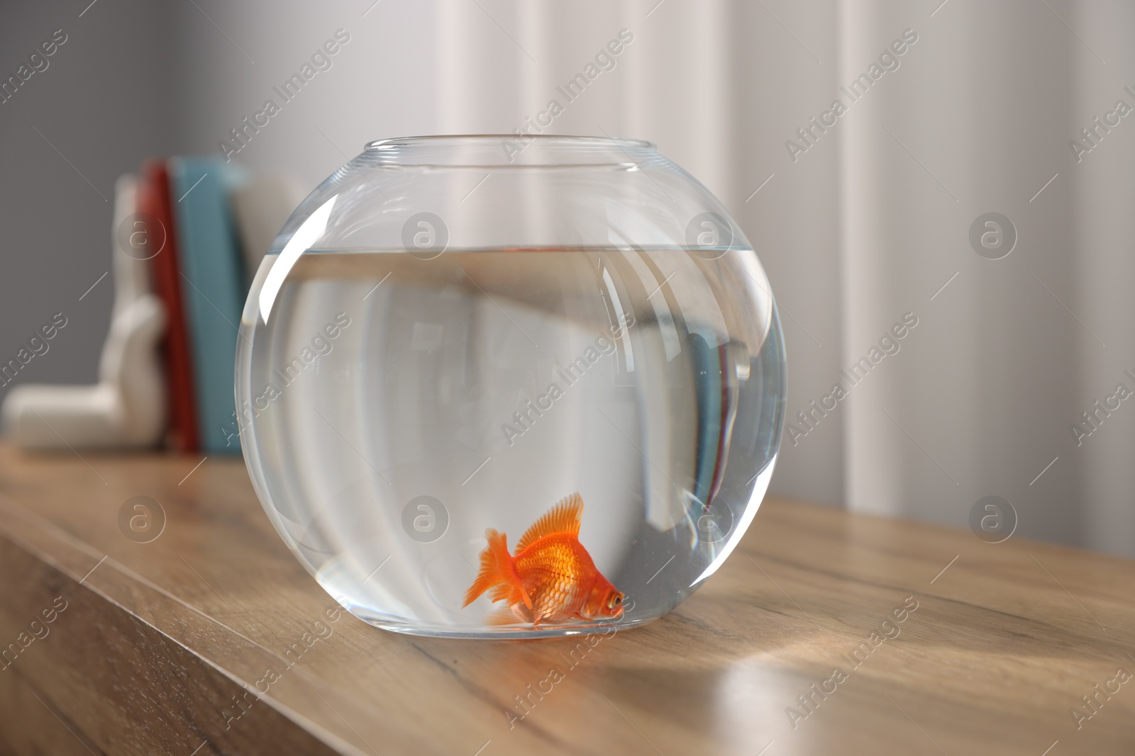 Beautiful goldfish in round aquarium on wooden table indoors Photo of Beautiful goldfish in round aquarium on wooden table indoors