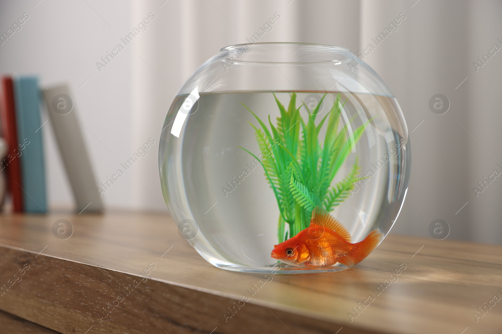 Beautiful goldfish in round aquarium on wooden table indoors Photo of Beautiful goldfish in round aquarium on wooden table indoors