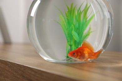 Photo of Beautiful goldfish in round aquarium on wooden table indoors, closeup