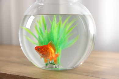 Photo of Beautiful goldfish in round aquarium on wooden table indoors, closeup