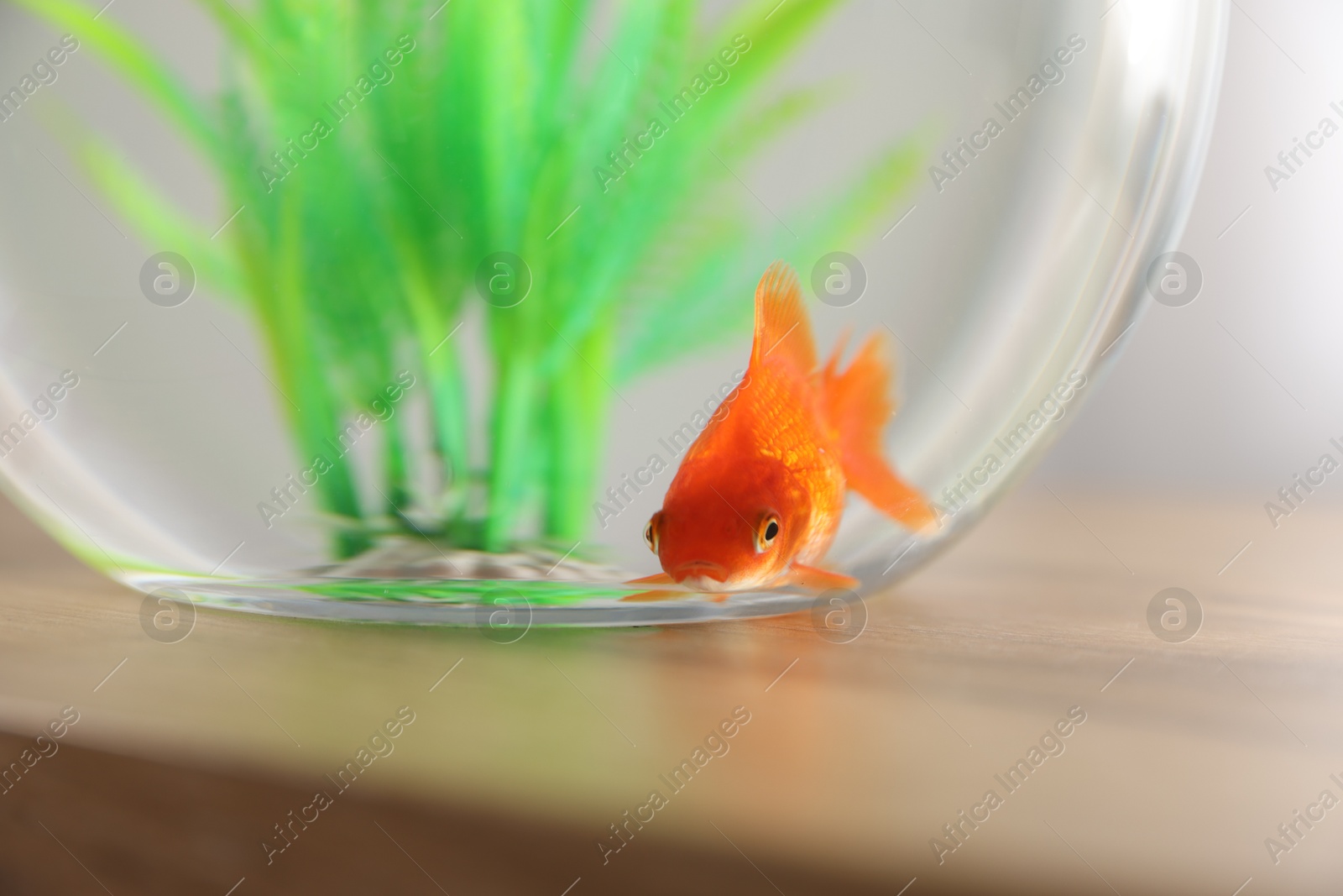 Beautiful goldfish in round aquarium on wooden table indoors, closeup Photo of Beautiful goldfish in round aquarium on wooden table indoors, closeup