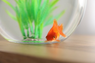 Photo of Beautiful goldfish in round aquarium on wooden table indoors, closeup