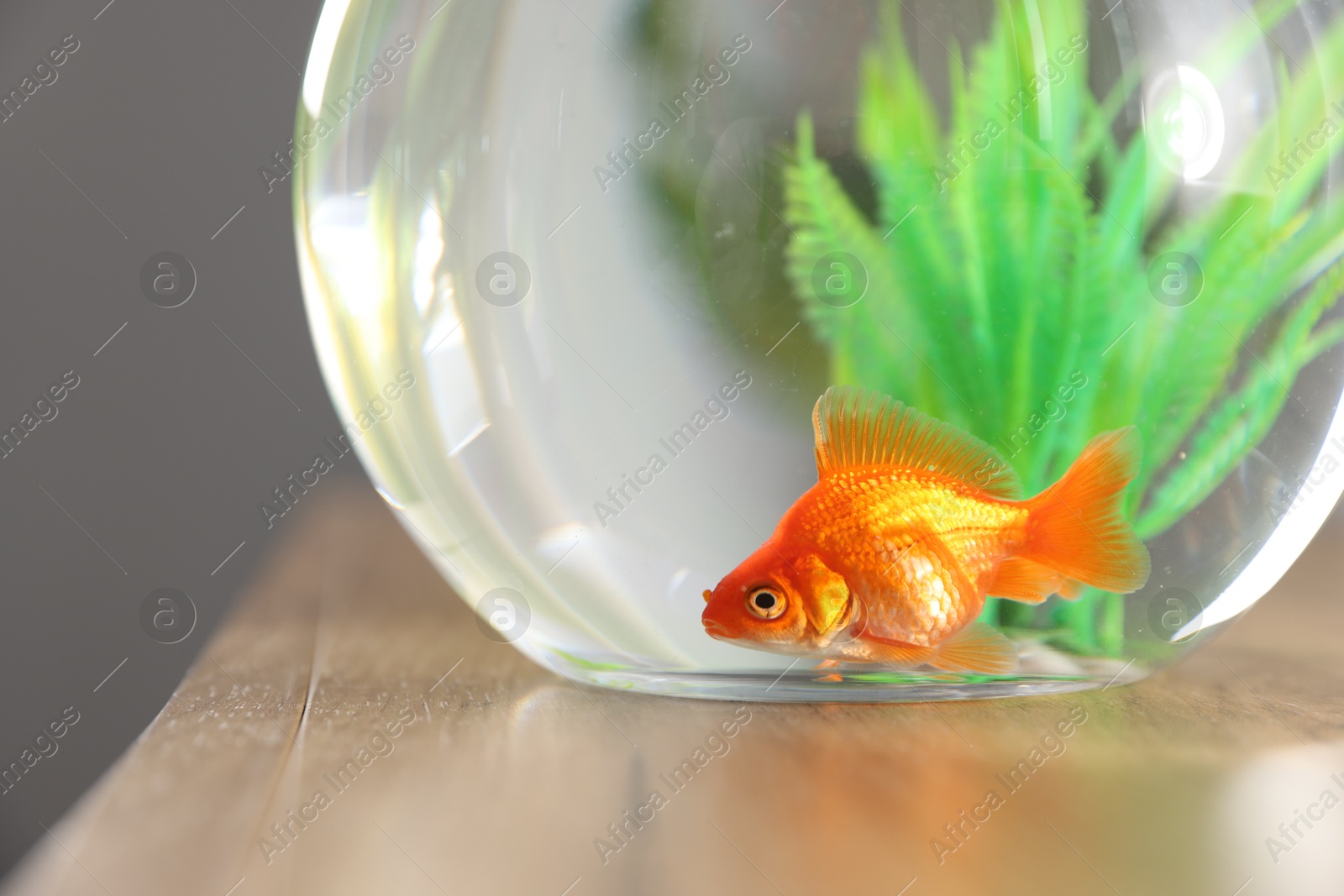 Beautiful goldfish in round aquarium on wooden table indoors, closeup Photo of Beautiful goldfish in round aquarium on wooden table indoors, closeup