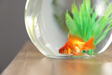 Photo of Beautiful goldfish in round aquarium on wooden table indoors, closeup