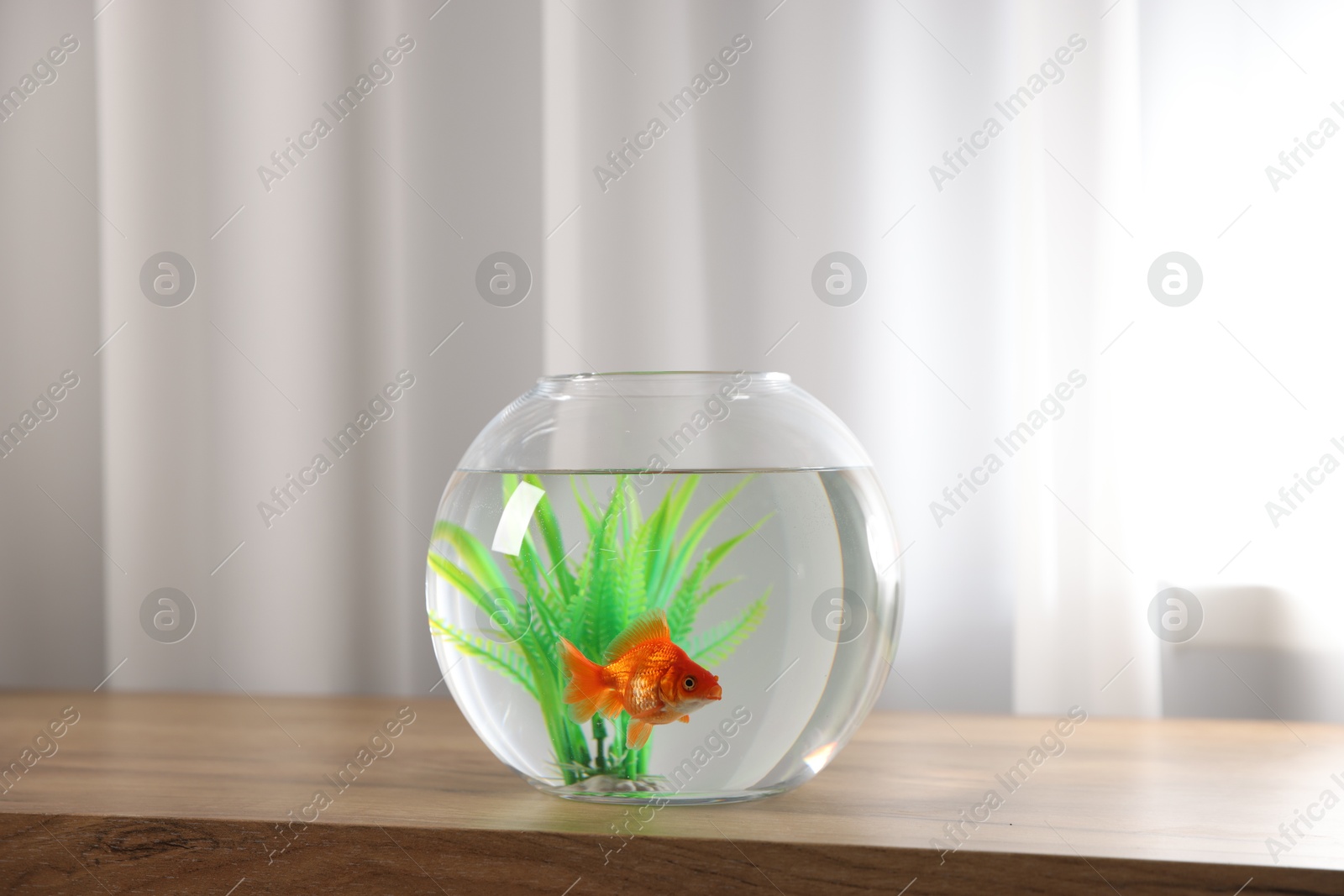 Photo of Beautiful goldfish in round aquarium on wooden table indoors. Space for text