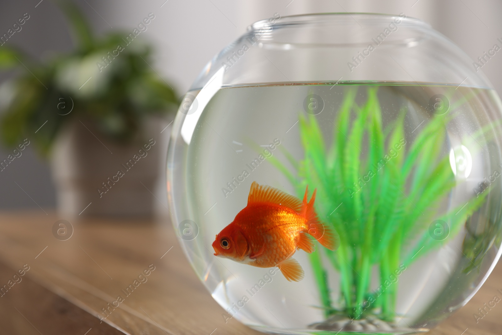 Beautiful goldfish in round aquarium on wooden table indoors, closeup Photo of Beautiful goldfish in round aquarium on wooden table indoors, closeup