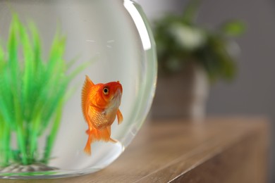 Photo of Beautiful goldfish in round aquarium on wooden table indoors, closeup. Space for text
