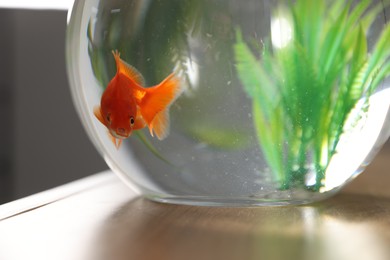 Photo of Beautiful goldfish in round aquarium on wooden table indoors, closeup