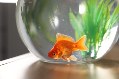 Photo of Beautiful goldfish in round aquarium on wooden table indoors, closeup