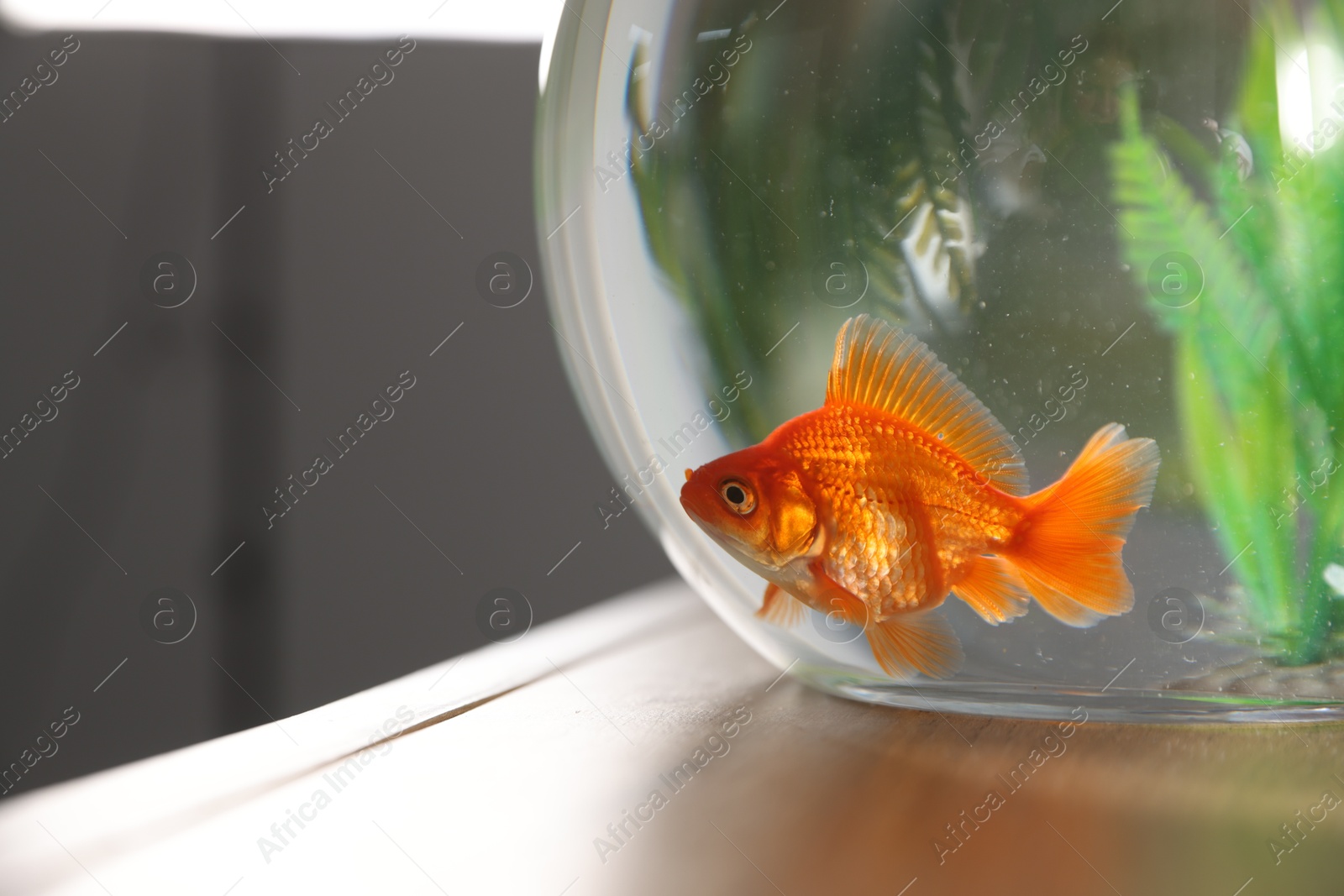Beautiful goldfish in round aquarium on wooden table indoors, closeup. Space for text Photo of Beautiful goldfish in round aquarium on wooden table indoors, closeup. Space for text