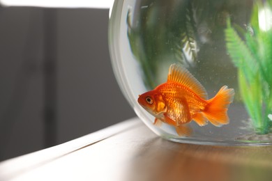 Photo of Beautiful goldfish in round aquarium on wooden table indoors, closeup. Space for text