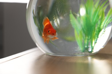 Photo of Beautiful goldfish in round aquarium on wooden table indoors, closeup