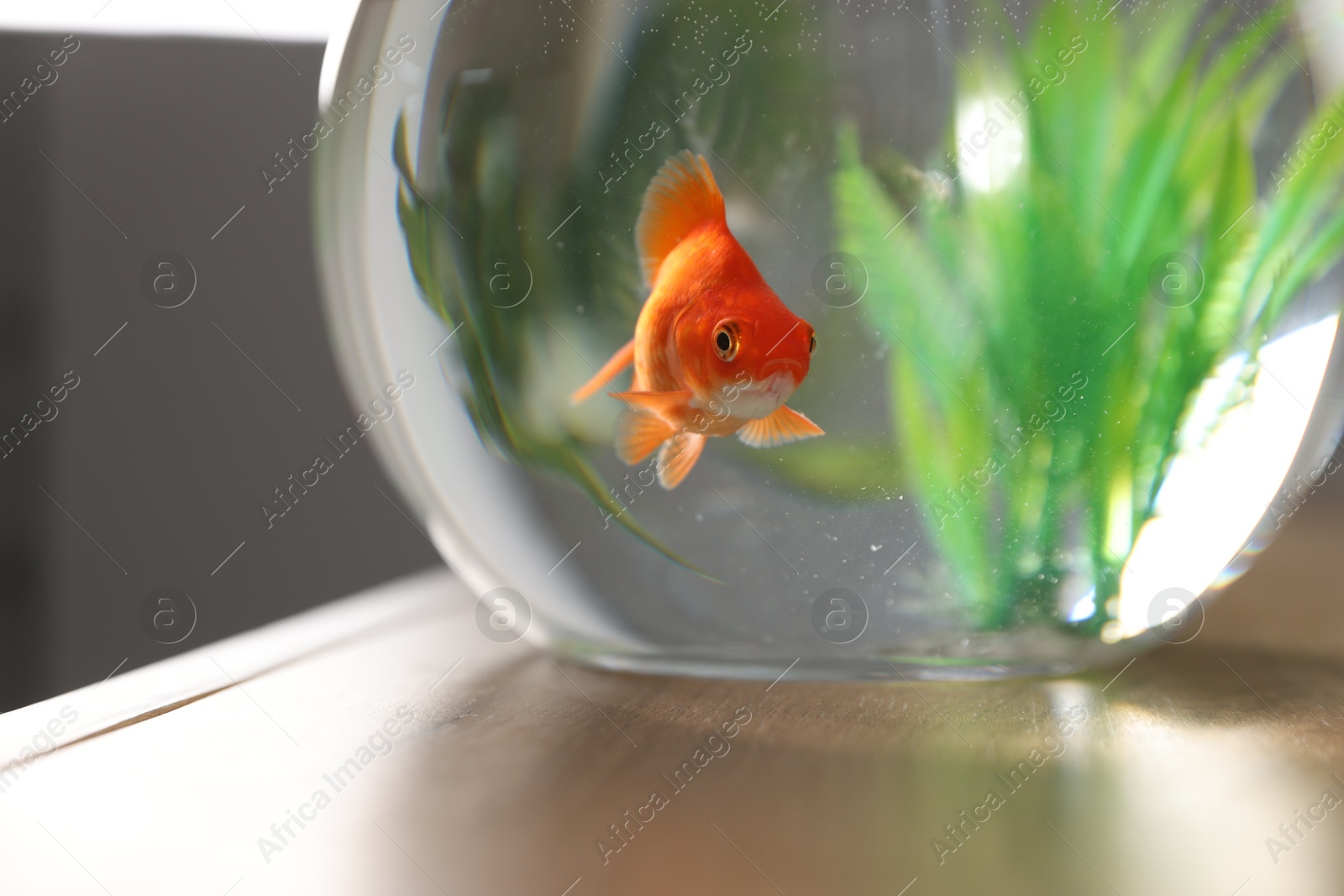 Beautiful goldfish in round aquarium on wooden table indoors, closeup Photo of Beautiful goldfish in round aquarium on wooden table indoors, closeup