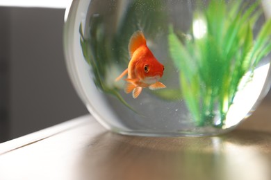 Photo of Beautiful goldfish in round aquarium on wooden table indoors, closeup