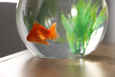 Photo of Beautiful goldfish in round aquarium on wooden table indoors, closeup