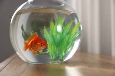 Photo of Beautiful goldfish in round aquarium on wooden table indoors, closeup