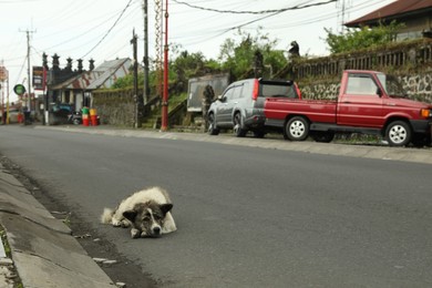 Photo of Bali, Indonesia - May 18, 2025: Cute stray dog lying on road