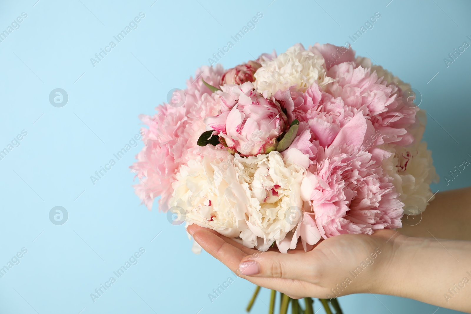Woman holding bouquet of beautiful peonies on light blue background. Space for text Photo of Woman holding bouquet of beautiful peonies on light blue background. Space for text