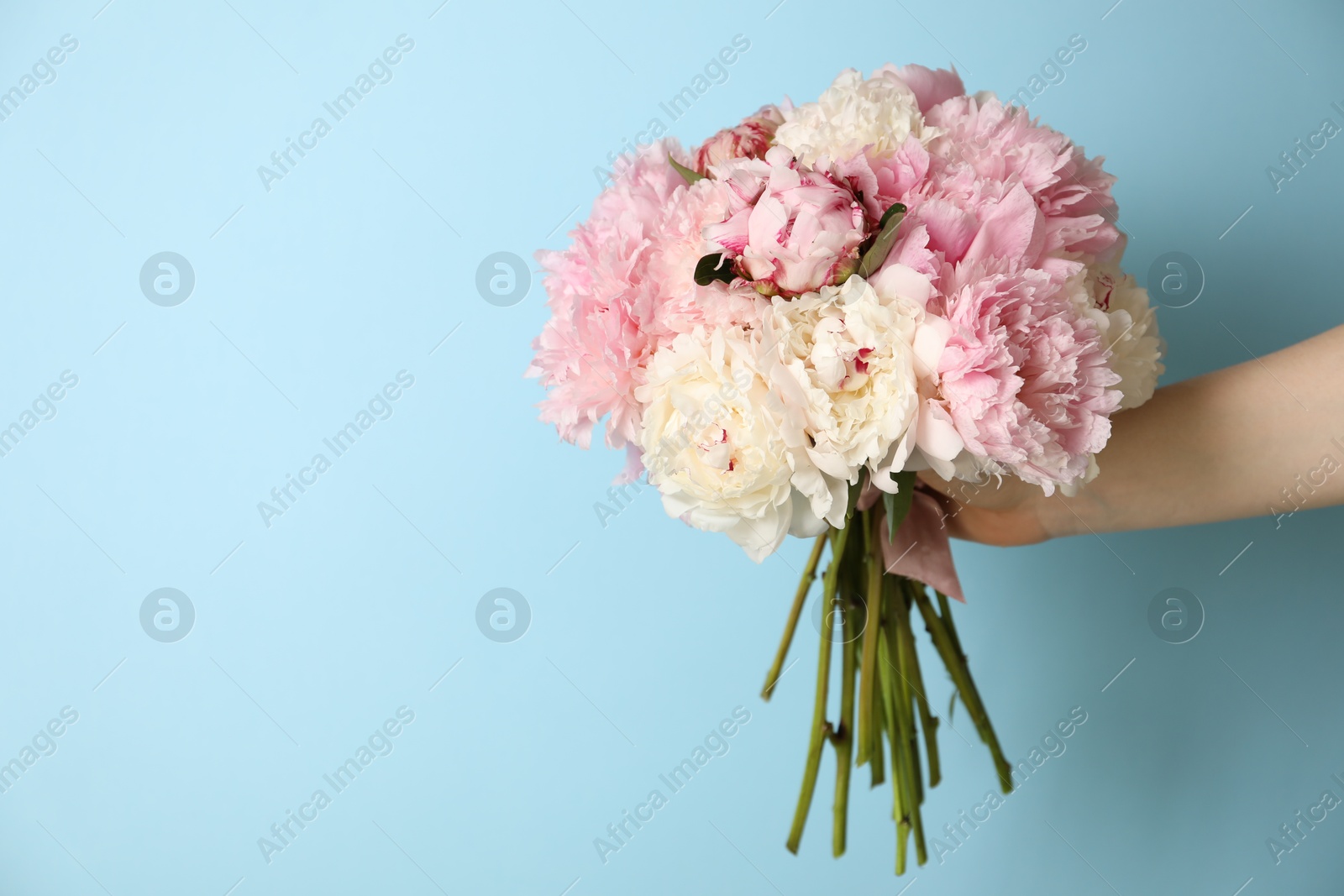 Woman holding bouquet of beautiful peonies on light blue background. Space for text Photo of Woman holding bouquet of beautiful peonies on light blue background. Space for text