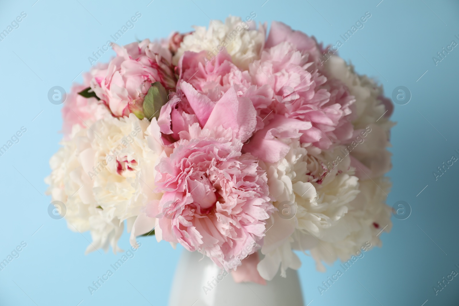 Beautiful peonies in vase on light blue background, closeup Photo of Beautiful peonies in vase on light blue background, closeup