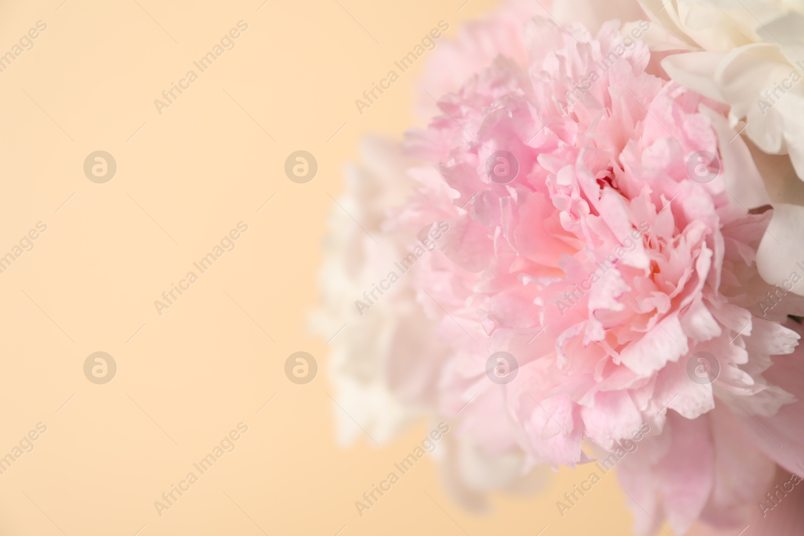 Bouquet of beautiful peonies on beige background, closeup. Space for text Photo of Bouquet of beautiful peonies on beige background, closeup. Space for text