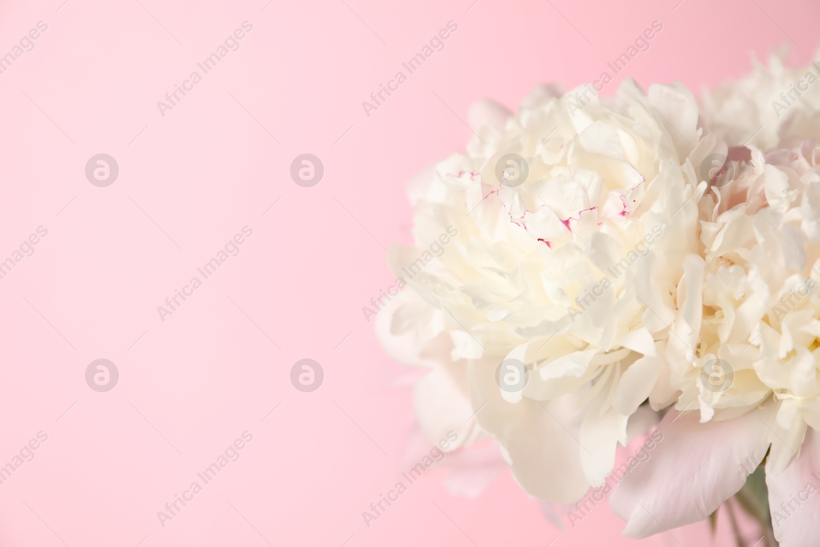Beautiful peonies in vase on pink background, closeup. Space for text Photo of Beautiful peonies in vase on pink background, closeup. Space for text