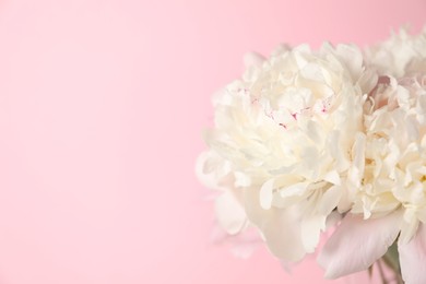 Photo of Beautiful peonies in vase on pink background, closeup. Space for text