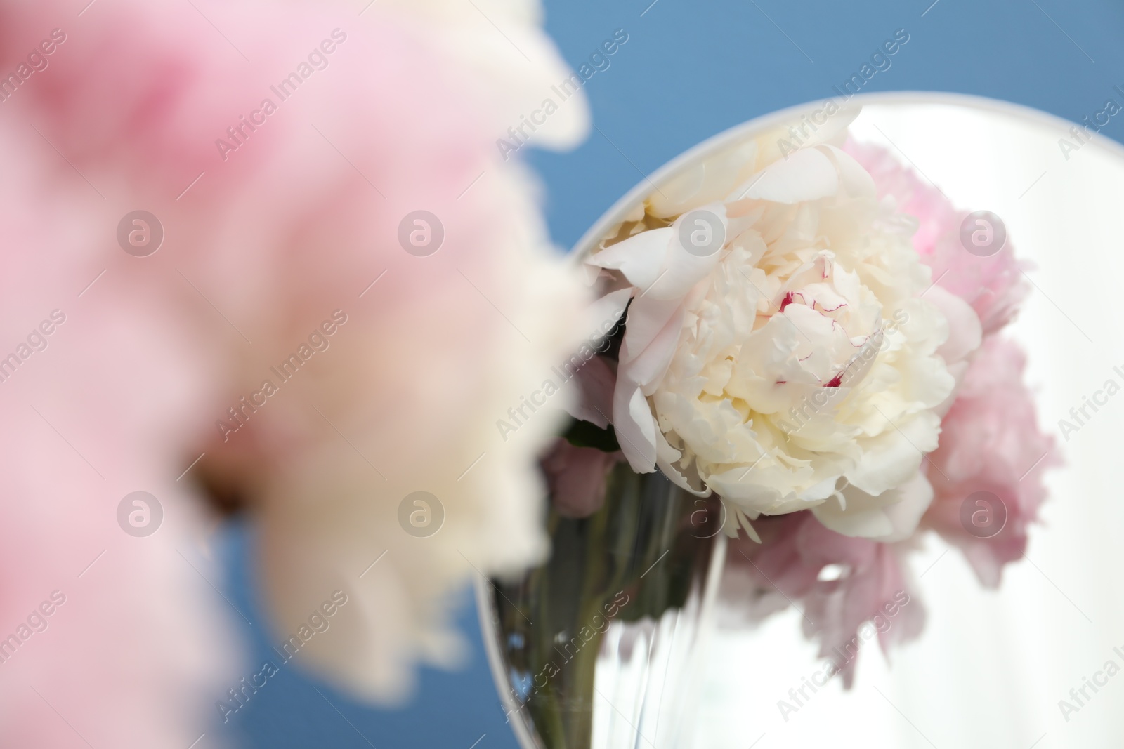Beautiful peonies in vase and mirror on light blue background, closeup Photo of Beautiful peonies in vase and mirror on light blue background, closeup
