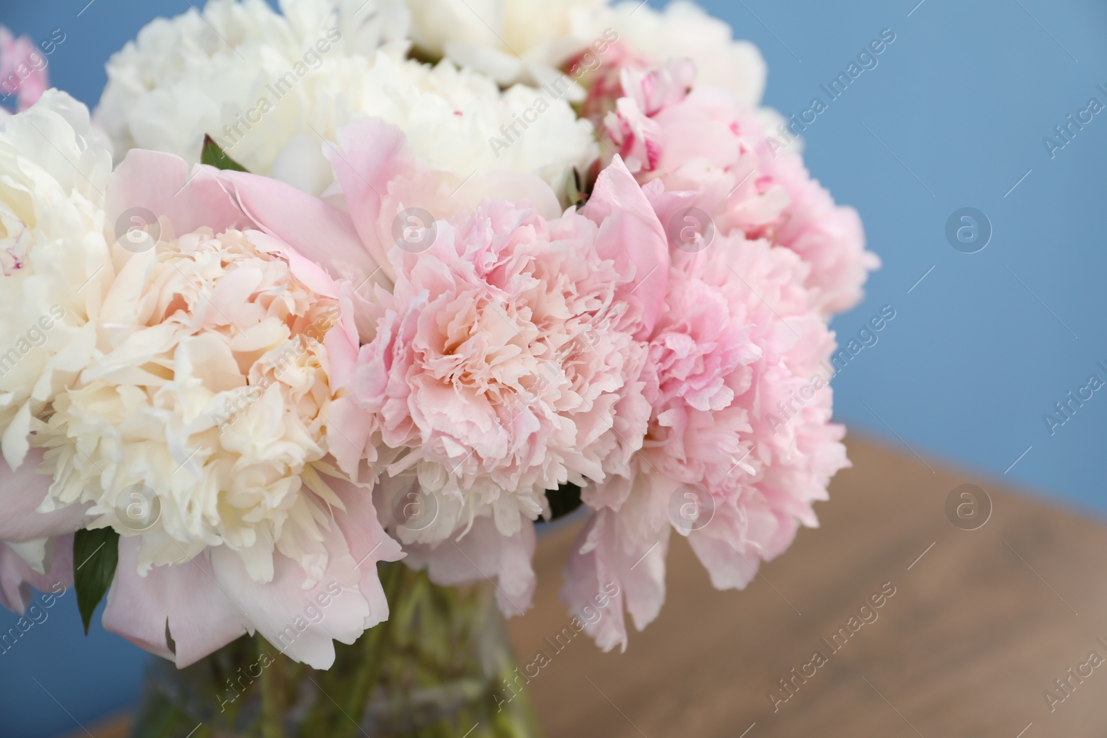 Beautiful peonies in vase on wooden table near light blue wall, closeup Photo of Beautiful peonies in vase on wooden table near light blue wall, closeup