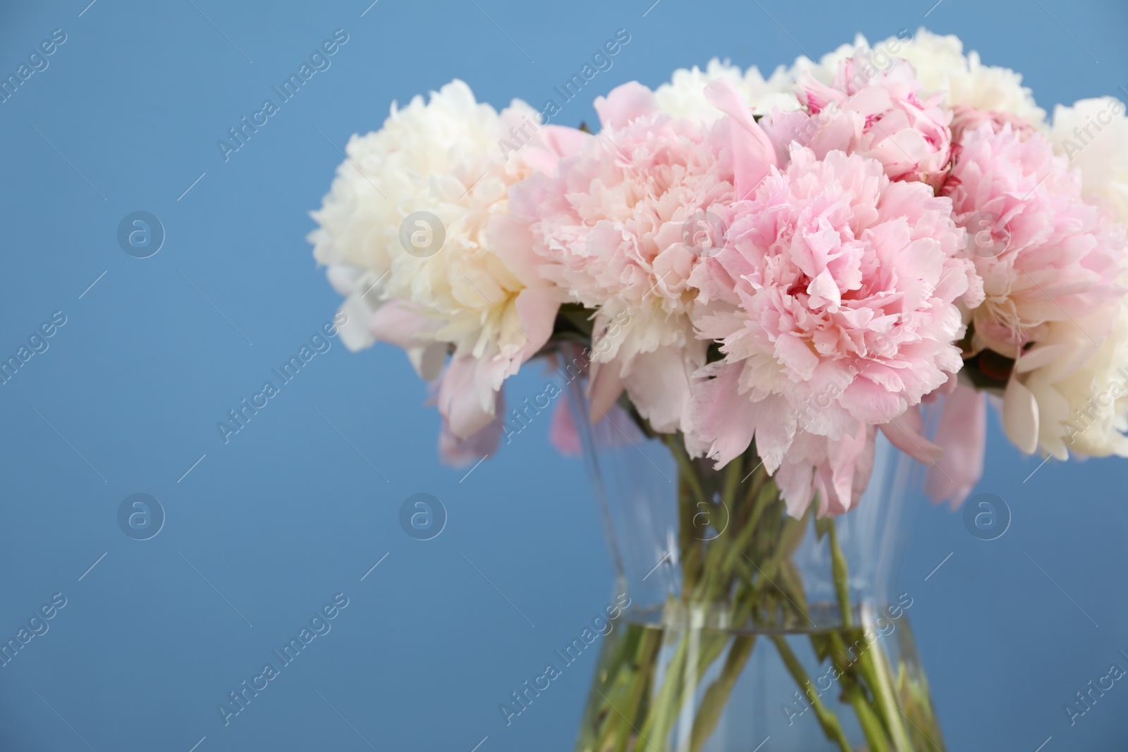 Beautiful peonies in vase on light blue background, closeup. Space for text Photo of Beautiful peonies in vase on light blue background, closeup. Space for text