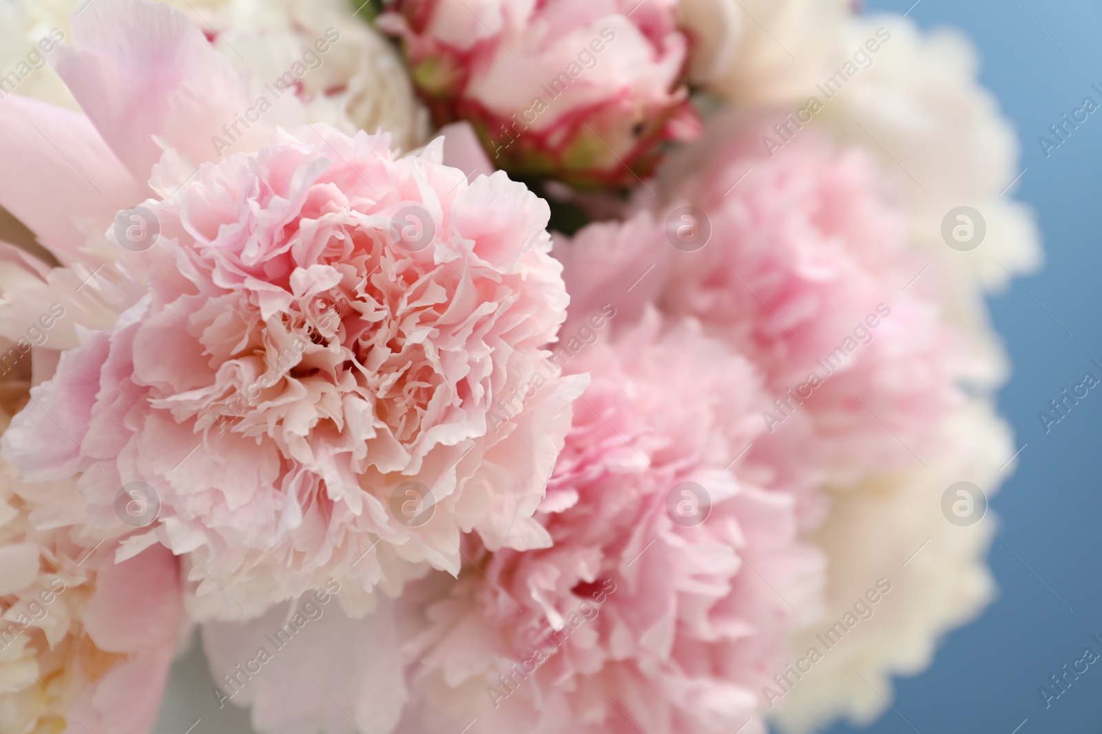 Beautiful peonies on light blue background, closeup Photo of Beautiful peonies on light blue background, closeup