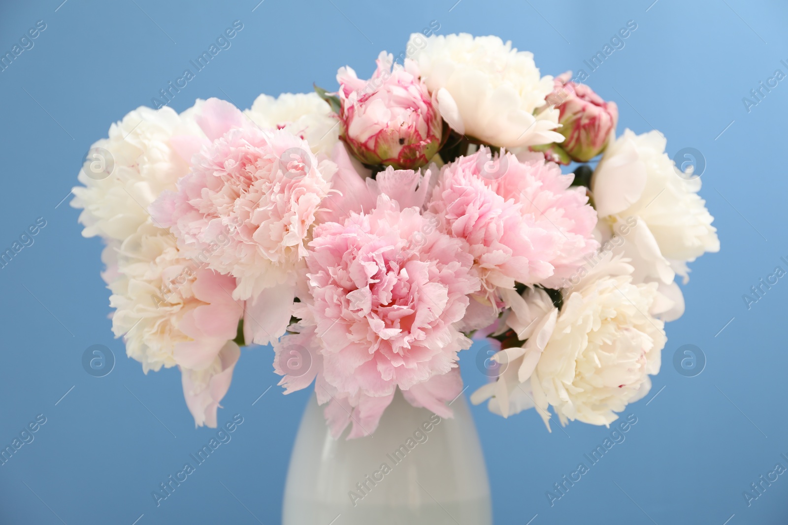 Beautiful peonies in vase on light blue background, closeup Photo of Beautiful peonies in vase on light blue background, closeup