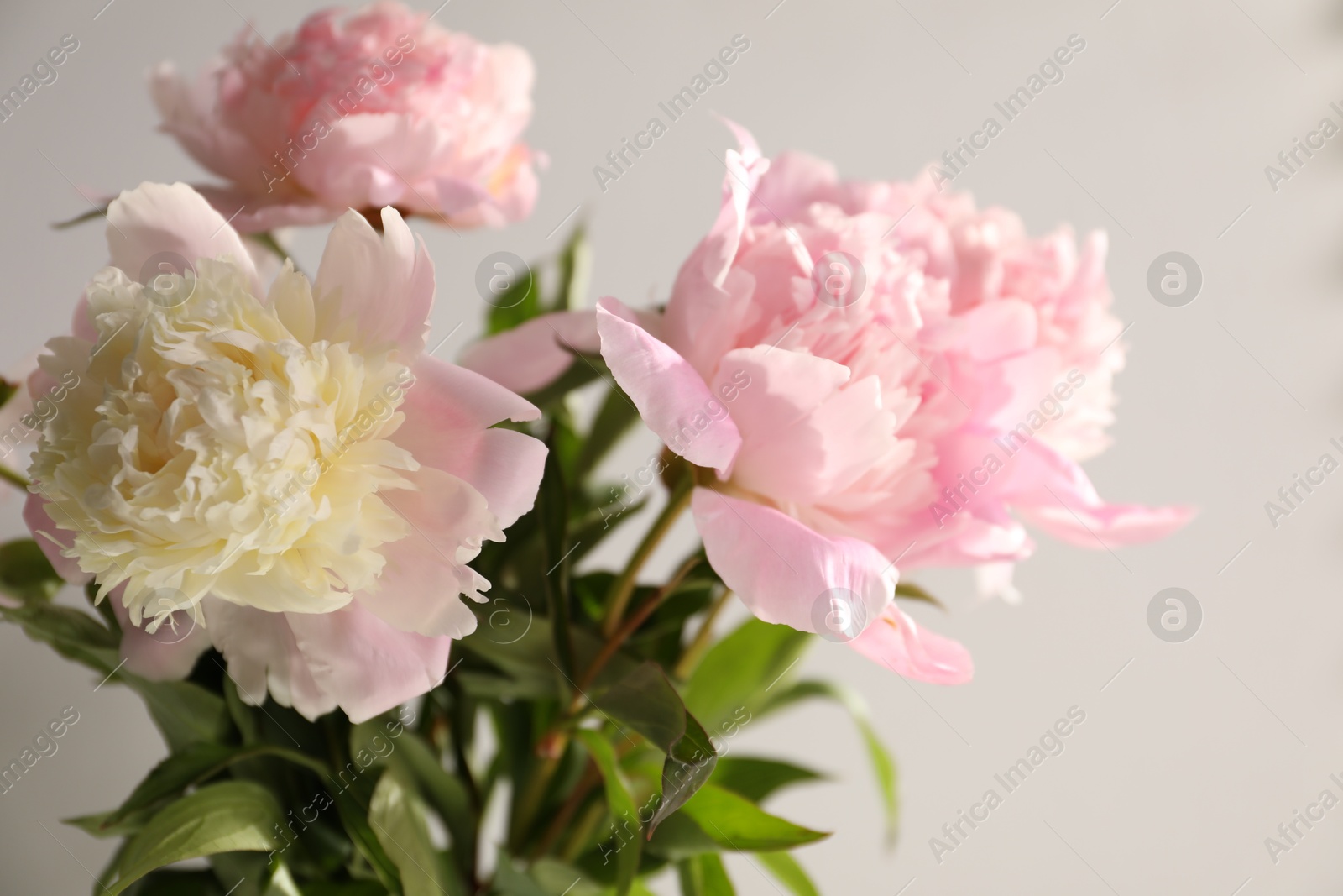 Bouquet of beautiful peonies in vase indoors, closeup Photo of Bouquet of beautiful peonies in vase indoors, closeup
