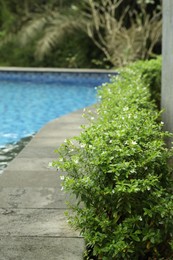 Photo of Beautiful plants growing near swimming pool outdoors, closeup
