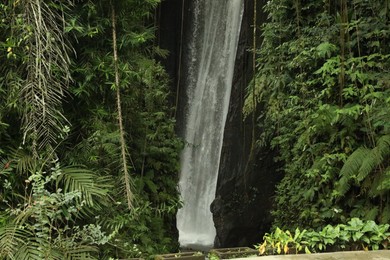 Photo of Beautiful waterfall and green plants in tropical forest