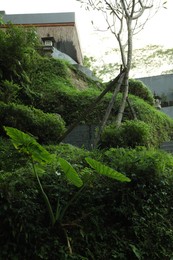 Photo of Beautiful tropical park with different green plants, low angle view