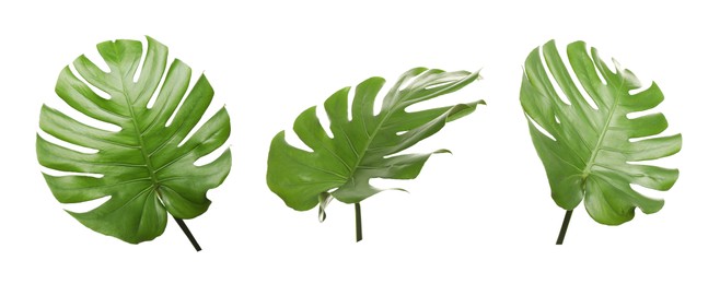 Image of Green tropical leaves of monstera plant isolated on white, set