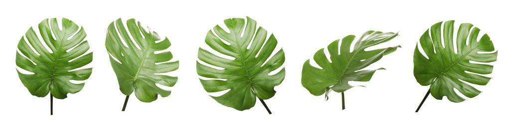 Image of Green tropical leaves of monstera plant isolated on white, set