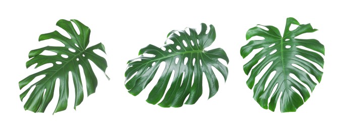 Image of Green tropical leaves of monstera plant isolated on white, set