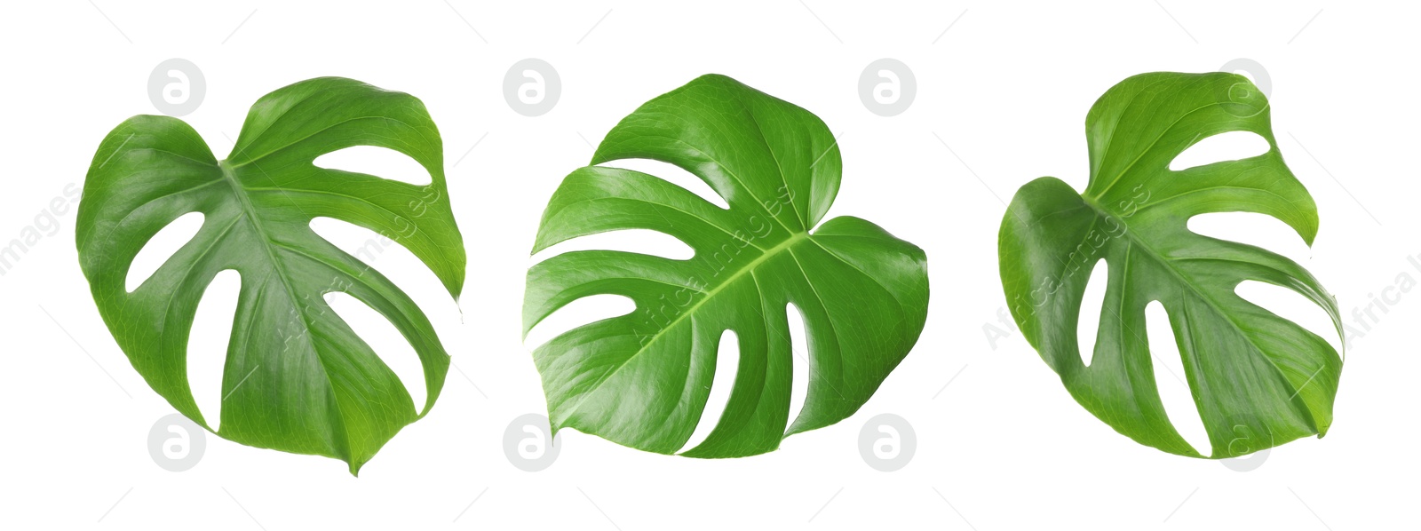 Green tropical leaves of monstera plant isolated on white, set Image of Green tropical leaves of monstera plant isolated on white, set