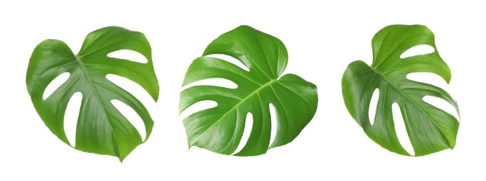 Image of Green tropical leaves of monstera plant isolated on white, set