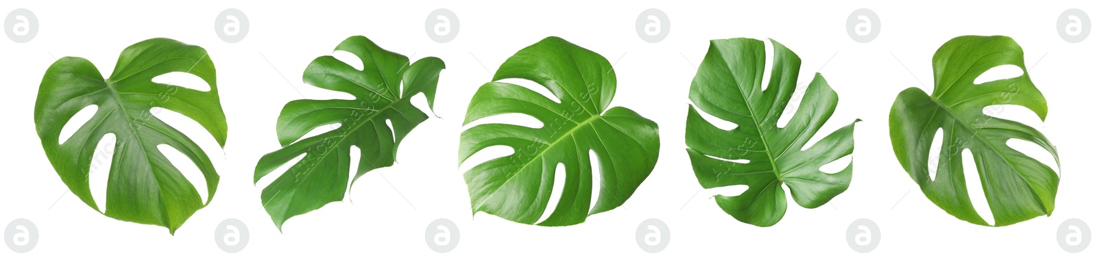 Green tropical leaves of monstera plant isolated on white, set Image of Green tropical leaves of monstera plant isolated on white, set