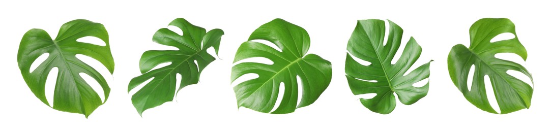 Image of Green tropical leaves of monstera plant isolated on white, set